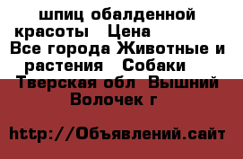 шпиц обалденной красоты › Цена ­ 22 000 - Все города Животные и растения » Собаки   . Тверская обл.,Вышний Волочек г.